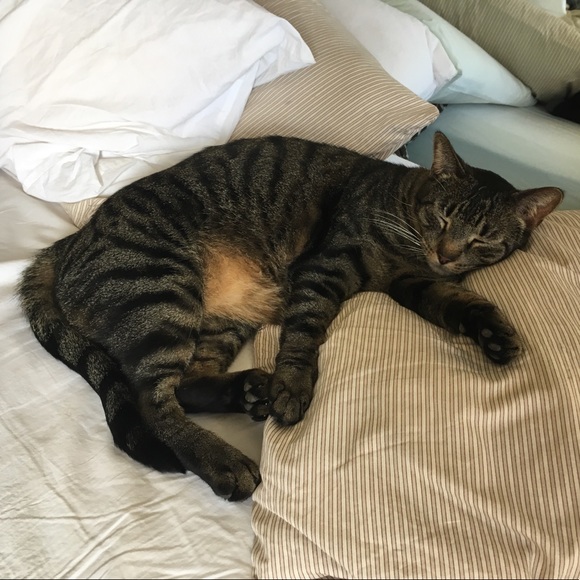 Accessories - Naptime 🐈